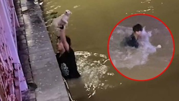 Chàng trai nhảy xuống hồ cứu chú chó bị đuối nước