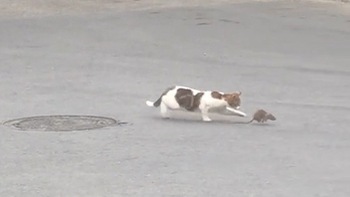 Chuột khổ sở khi bị mèo vờn