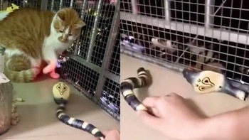 Mèo tát bay đầu rắn hổ mang nhựa khi bị sen hù