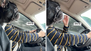 Ảnh vui 8-10: Chú chó tập trung cao độ 'lái xe'