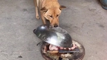 Chú chó lấy lồng bàn đậy tảng thịt khi chủ nhờ trông