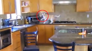 Chú chó leo lên bếp mở lò vi sóng vụng trộm đồ ăn