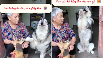 Husky chắp chân lạy xin bà chủ đừng làm thịt gà