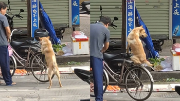 Chú chó ngồi xe đạp như em bé khi được ông chủ chở đi chợ