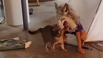 Chàng trai hoảng hồn khi đeo mặt nạ hù dọa mèo bị phản dame