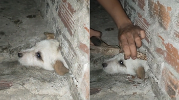 Gia chủ giữa đêm đập tường cứu chó bị mắc kẹt