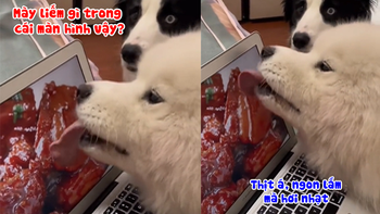 Chú chó ngơ ngác khi thấy đồng bọn cố cạp miếng thịt trong laptop