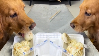 Chú chó lươn lẹo giả vờ làm bẩn hộp thức ăn để được hưởng trọn