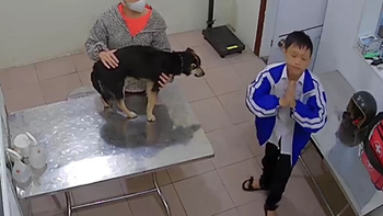 Cậu bé chắp tay cầu nguyện khi chó cưng ốm nặng