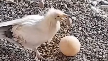 Chim gắp đá đập trứng để ăn