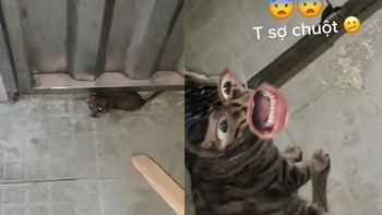 Chú mèo đứng nhìn cô chủ la hét khi bị chuột tấn công
