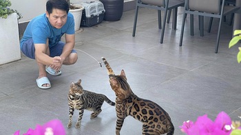 Ảnh vui sao Việt 30-11: Trọng Tấn chơi đùa cùng mèo cưng