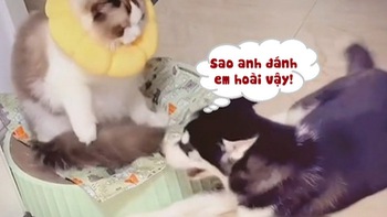 Husky tổn thương vì bị mèo cho ăn liên hoàn tát