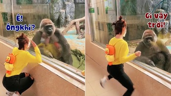 Khỉ đột bất lực nhìn nữ du khách nhảy nhót trêu ngươi