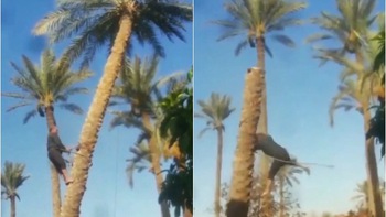 Người đàn ông hú hồn khi leo lên cây chặt ngọn dừa