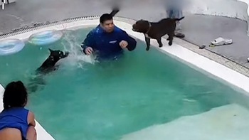 Hai chú chó thay nhau ngã xuống hồ bơi để cho trai đẹp cứu