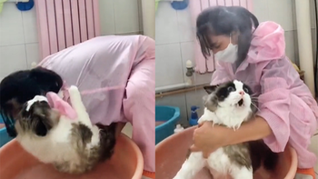 Chú mèo sợ xanh mặt khi bị cô chủ bắt đi tắm
