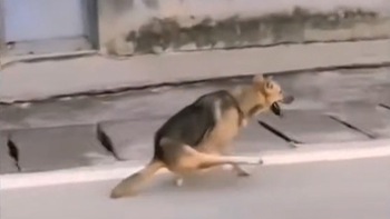 Chú chó chạy hai chân siêu bá đạo