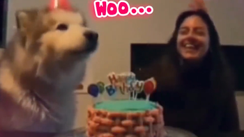 Chú chó bắt nhịp hát mừng sinh nhật siêu dễ thương