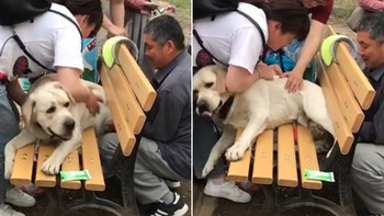 Giải cứu chú chó bị mắc kẹt trên ghế