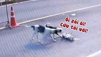 Chú chó nằm ăn vạ xe tông bị đồng bọn lật tẩy