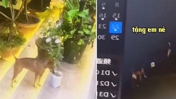 Chú chó trộm chậu hoa để tặng bạn gái