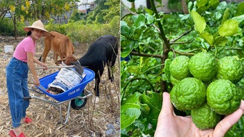 Mỹ Lệ làm nông dân, tự nuôi trồng phục vụ gia đình