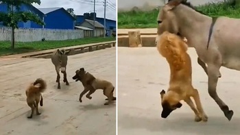 Video hài nhất tuần qua: Chó hổ báo bị lừa dạy bài học nhớ đời