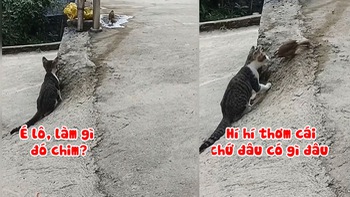 Chú mèo mắc cỡ khi rình bắt chim