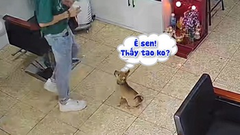 Chú chó quạu vì bị sen ngó lơ