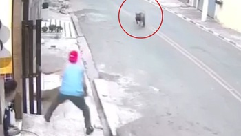Video hài nhất tuần qua: Chàng trai nhanh trí nhốt chú chó vào nhà khi pitbull rượt