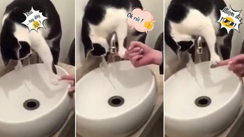 Chú mèo láu cá khi mượn tay sen để uống nước