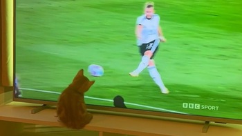Chú mèo cản phá cú sút phạt trong tivi