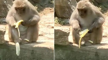 Chú khỉ chán chẳng thèm nói khi miếng ăn đến miệng còn bị rơi