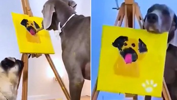 Chú chó vẽ tranh siêu đỉnh