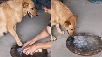 Chú chó dùng chân che miếng thịt, chờ sen ra chỗ khác liền lấy ăn