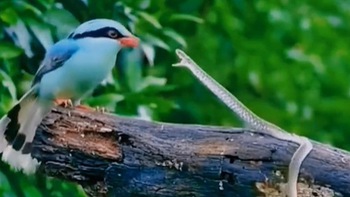 Cuộc đụng độ giữa chim bách thanh và rắn