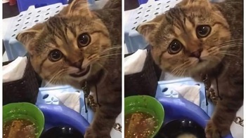 Ảnh vui 17-9: Chú mèo chảy nước mắt khi xin ăn