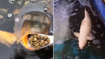 Video hài nhất tuần qua: Cá phơi bụng vì cô gái đút ăn cả túi cám