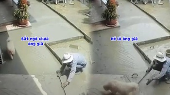 Thợ xây bất lực với chú chó chạy qua chạy lại trên nền sân bê tông vừa đổ