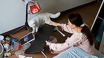 Cô chủ chán chẳng buồn nói khi mèo cưng làm mất bữa ăn