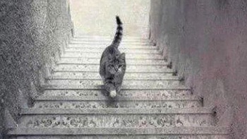 Thử tài phán đoán: Con mèo đang đi lên hay xuống cầu thang?