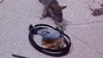 Chuột mưu trí phá bẫy của chủ nhà lấy thức ăn