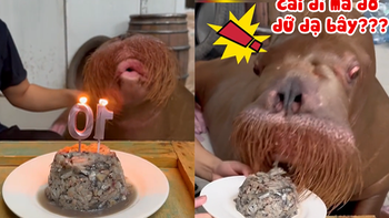 Phản ứng hài hước của hải cẩu sau khi thổi nến sinh nhật