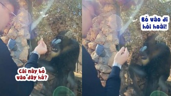 Chú khỉ nổi quạu với du khách đùa nhây
