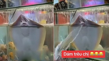 Video hài nhất tuần qua: Cá đuối phun nước vào khách khi bị trêu