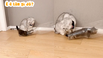 Chú mèo ngơ ngác khi thấy đồng bọn chui vào chai nhựa