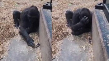 Những biểu cảm hài hước của khỉ đột khi nhìn 'động vật tí hon'
