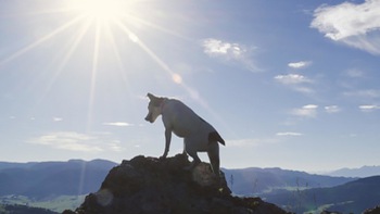 Chú chó trung thành canh giữ xác chủ gần 2 tháng trên núi