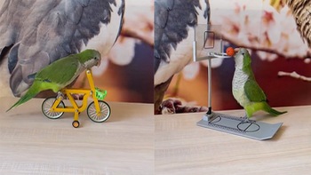 Chú chim biểu diễn chạy xe đạp, chơi bóng rổ siêu đỉnh